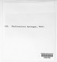 Phyllosticta syringae image